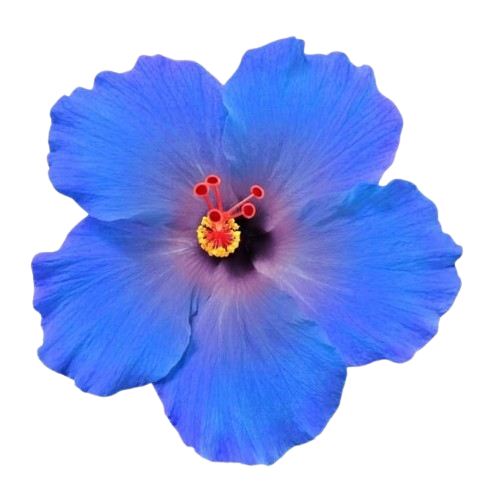 blue flower