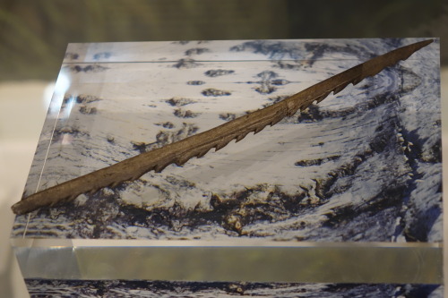 Items from the prehistoric settlement, Star Carr on display at the Yorkshire Museum, York, 27.8.16. 