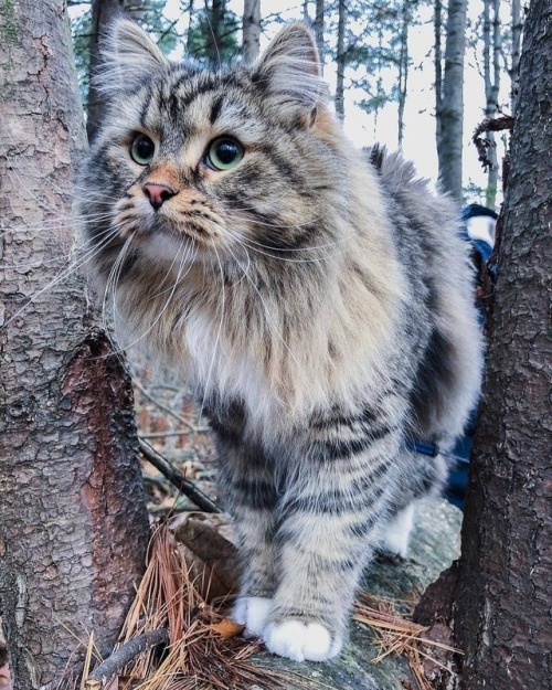 Sex everythingfox: The fluffiest cat Boone  pictures