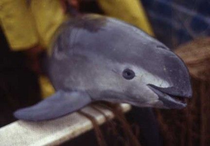 sixpenceee:  The vaquita is the world’s smallest porpoise and rarest cetacean. They live in the northern end of the Sea of Cortez and only a couple hundred are left. They hunt for fish and crustaceans in shallow lagoons. 