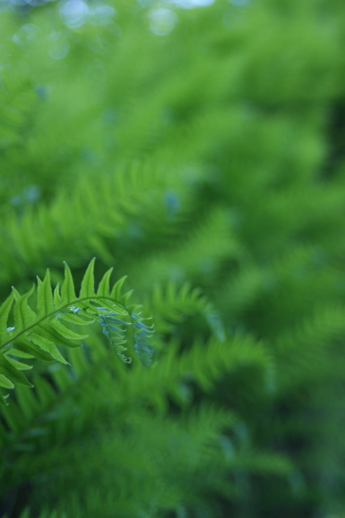 Lotsa licorice ferns