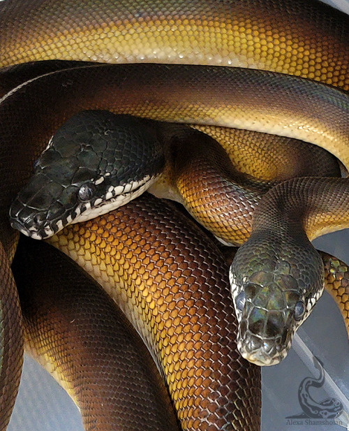  Normally so refined and sharp looking, white lips puff up when in shed. They were both sporting dou