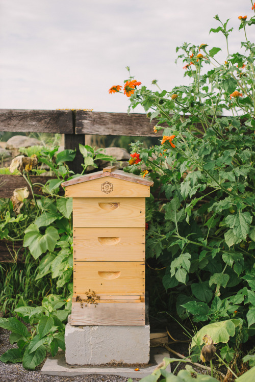 Kinfolk Workshop: Honey Harvest Photos by Sweet Root Village