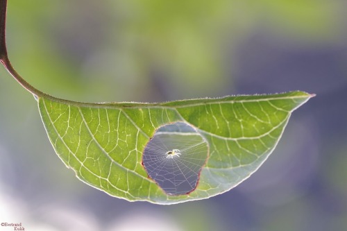 archiemcphee:  The Department of Exceptionally Wee Wonders would like to salute Paris-based photographer Bertrand Kulik, who took this marvelous photo of a truly itsy-bitsy spider weaving its exquisite little web inside a comparatively giant hole in a