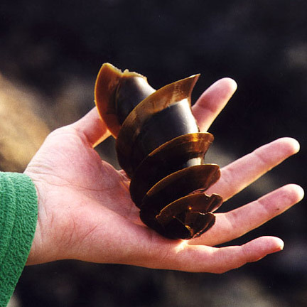 Porn Pics sixpenceee:  This is the egg of a horn shark. This