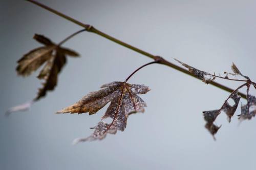 Winter is coming #snapshots_daily #autumn #autumnleaves #autumnlove #leaves #macro #macros #macrosho