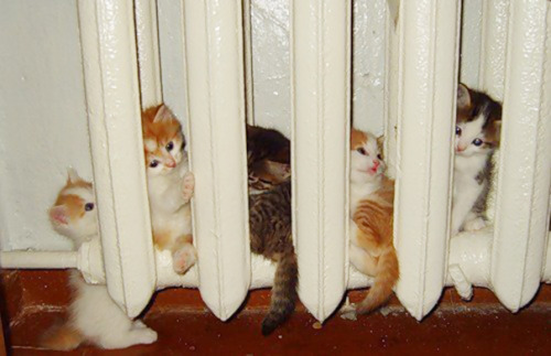boredpanda:  Animals That Love Warmth More Than Anything  