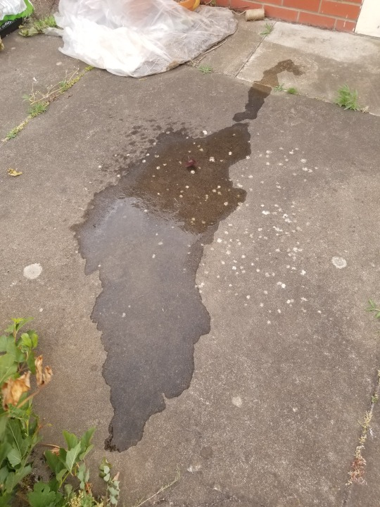 Just made this huge mess in the backyard💦little-naughty-pisser💦 porn pictures