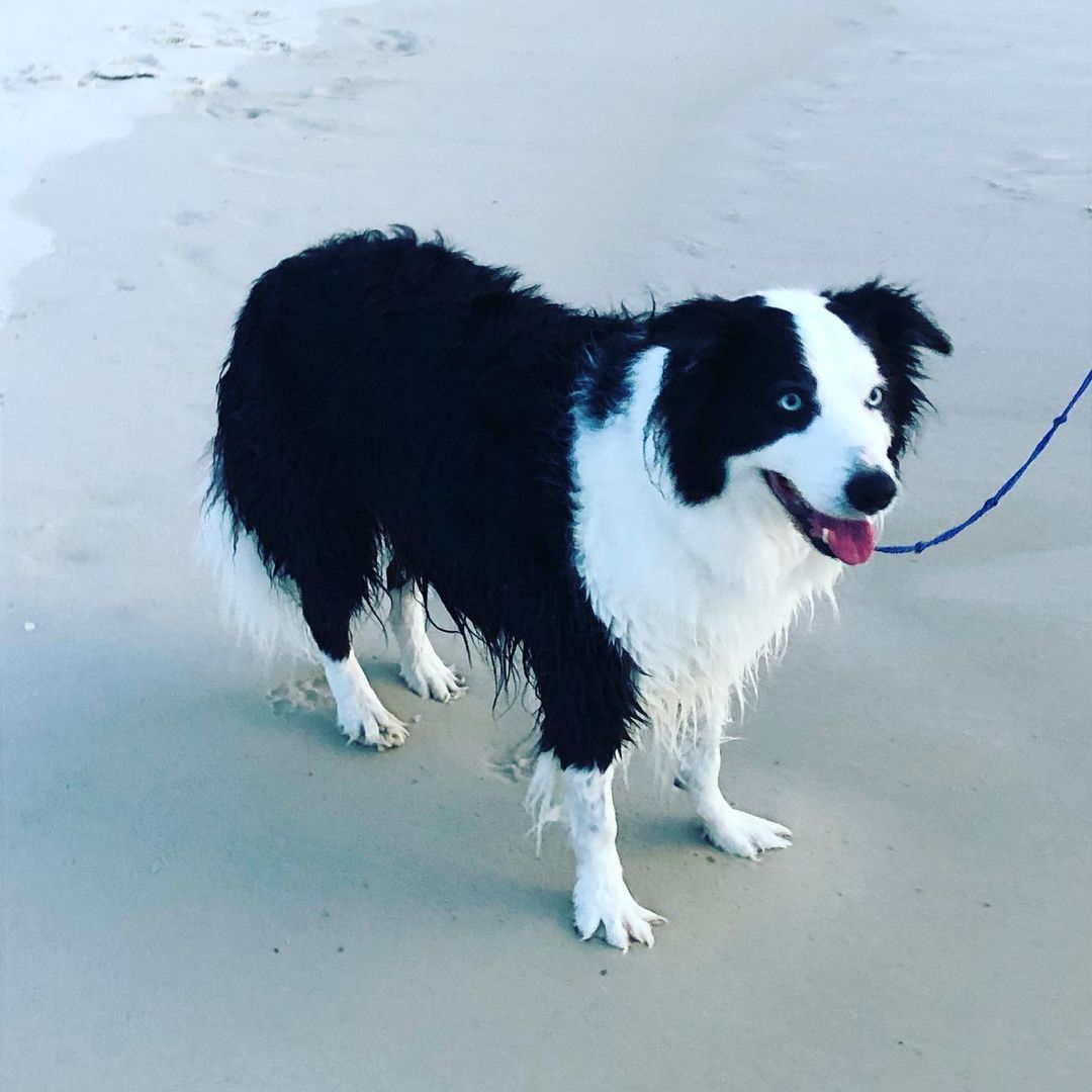 Happy #nationalpuppyday ! My beach pup loves living in Florida. Look at his little toes. He was digging in, while catching 