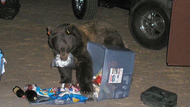 Yosemite outsmarts its food-stealing bears. Here’s how.
Apologies to Yogi and Boo-Boo.