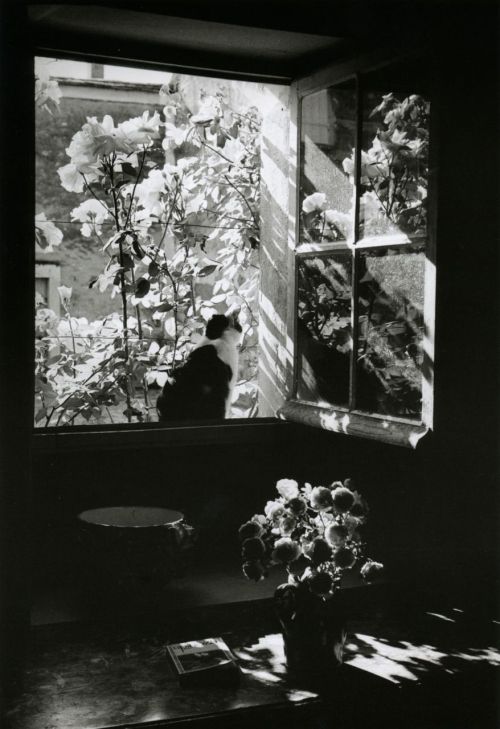 wtxch:Stanislas at the Window France,1973 by