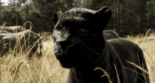chousha: Bagheera was utterly beautiful. 