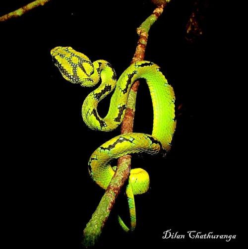 Glowing GreenOn the Web -This Sri Lankan green pit viper is as vivid as they come.