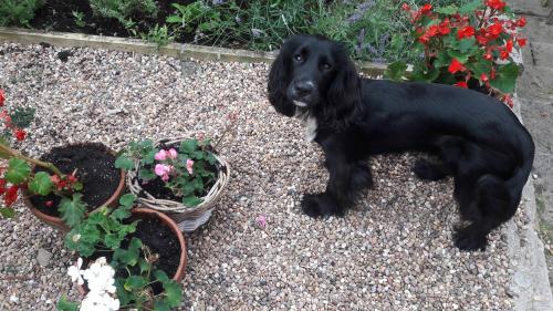 dawgoneit: Someone wanted to help in the garden - for help read eat the flowers