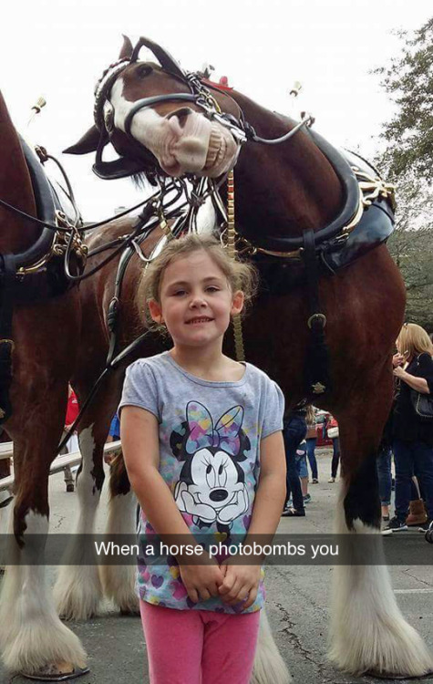 blah-idc:that horse is legendary  Haha aww
