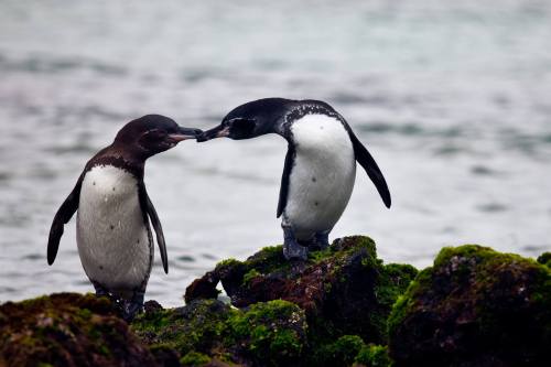 The only Penguins in the Northern HemisphereWe usually associate penguins with the lower latitudes i