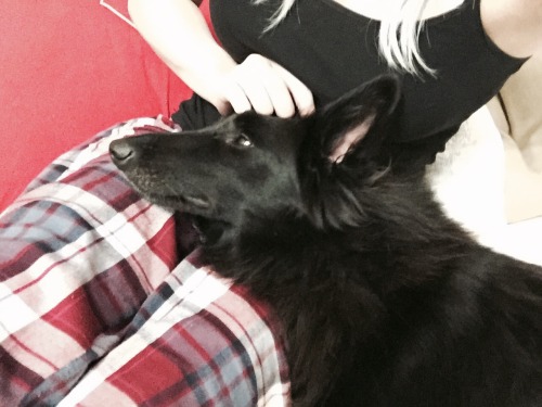 dogsaremypatronus: I have the morning shift so we’re getting our cuddling in early tonight.