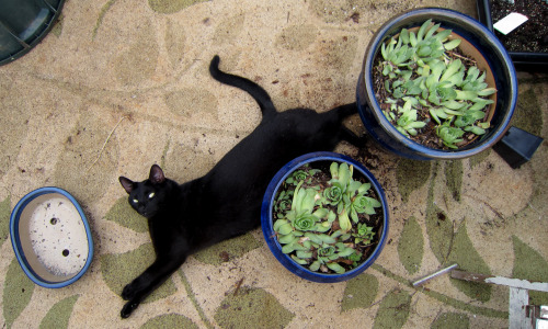 Spartacus assists with transplanting the hens and chicks.