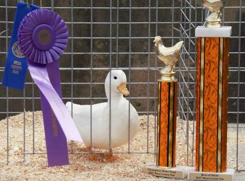 blog-of-brooklyns-birds:A Champ, perfect boy