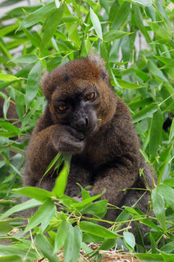 funkysafari:  Greater bamboo lemur   by markusOulehla