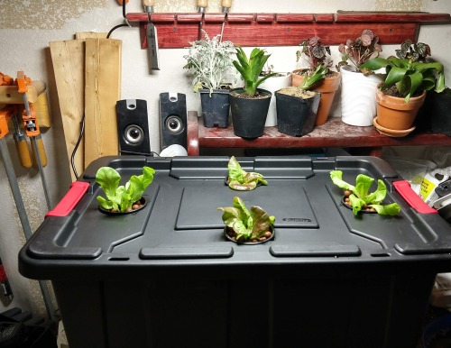 Giving mad science lettuce a go (hydroponics). Starting with a mad baseline, gonna take some mad dat