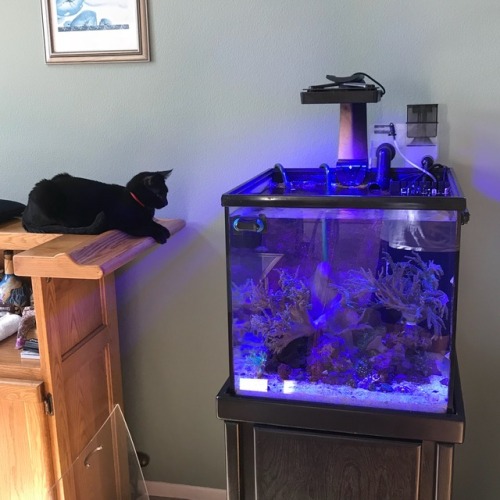 joelo432:A cat and a fish tank, what could possibly go wrong?? Lol!Meet Fenrir, he’s one of ou