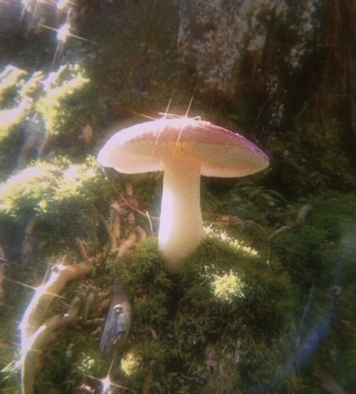 eleionoma