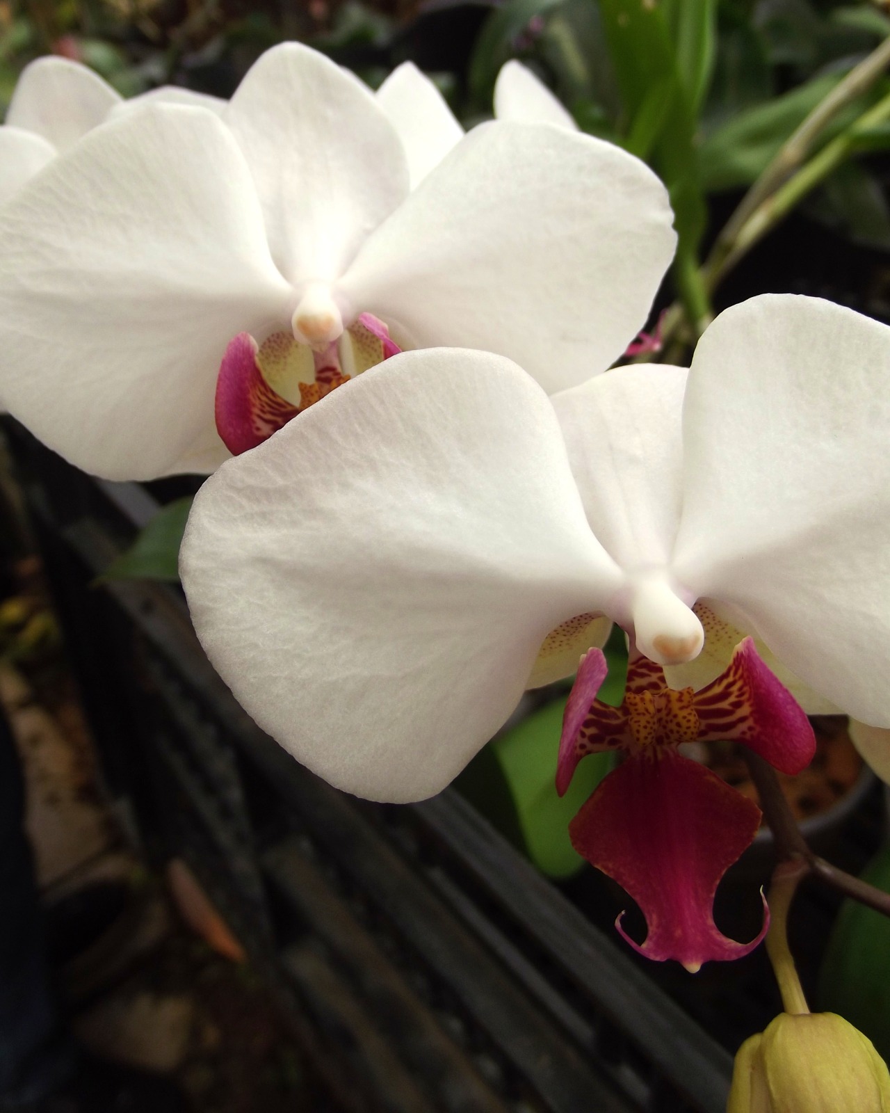 onecricket:  ORCHIDS!