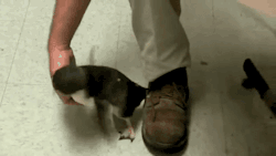 gifsboom:  Video: Penguin tickle