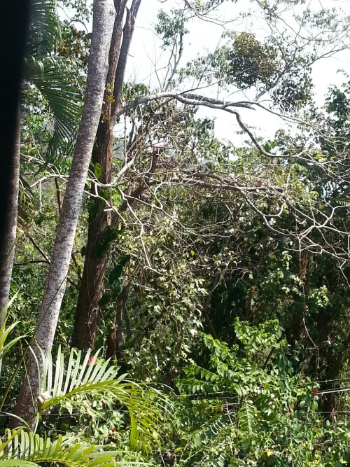 krim-sap:  I ♥ trees   Jungle/tropical blog