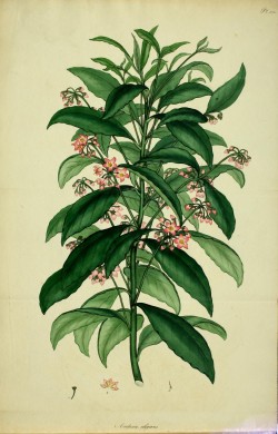 heaveninawildflower:  Elegant Ardisia.Illustration from ‘The Botanist’s Repository’ by Henry Charles Andrews. Published 1797.California Academy of Sciences Library. Biodiversity Heritage Library.archive.org