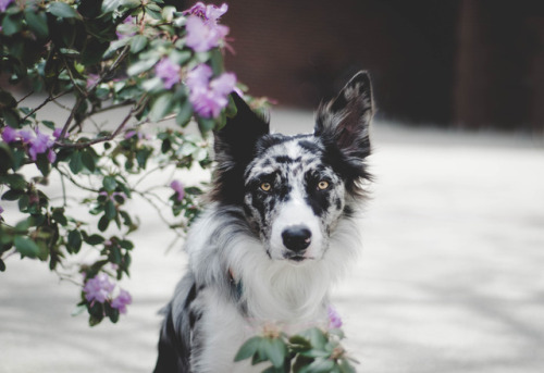 endeavorsofego:Hello Tumblr, I’d like you to meet my Border Collie, his name is Ego. You can follow 