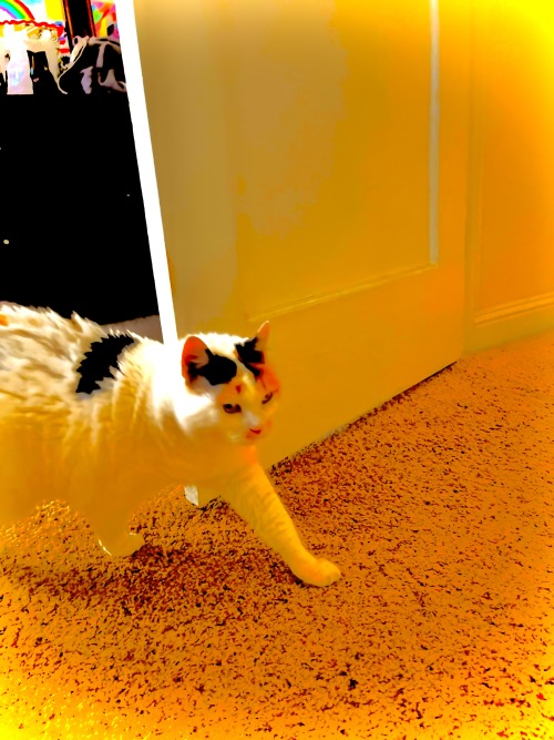Help My Cat Got Deep Fried
