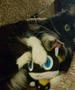 dead-girls-walking:I tried taking a pic of my cat with Morgana and this is all I got