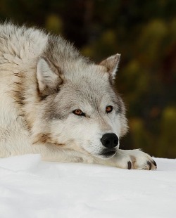 beautiful-wildlife:  Just Chillin by Steve