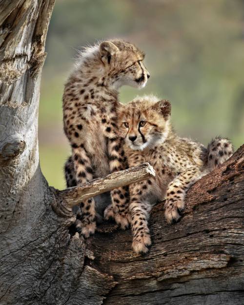 Climbing Cubs by Anita Ross