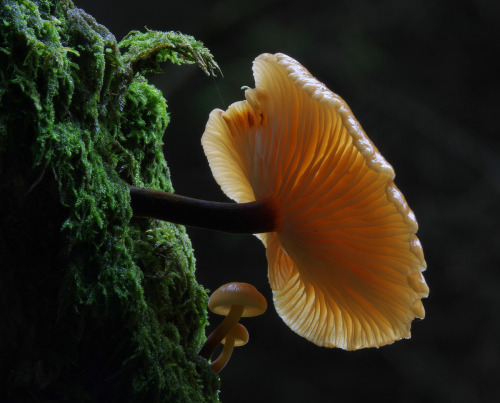 First velvet shanks - Flammulina velutipes - of the season. They should continue fruiting into the n