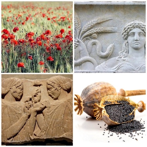 bayoread: Demeter/Kore and Poppies Poppies are regularly found in wheat and barley fields, and they 