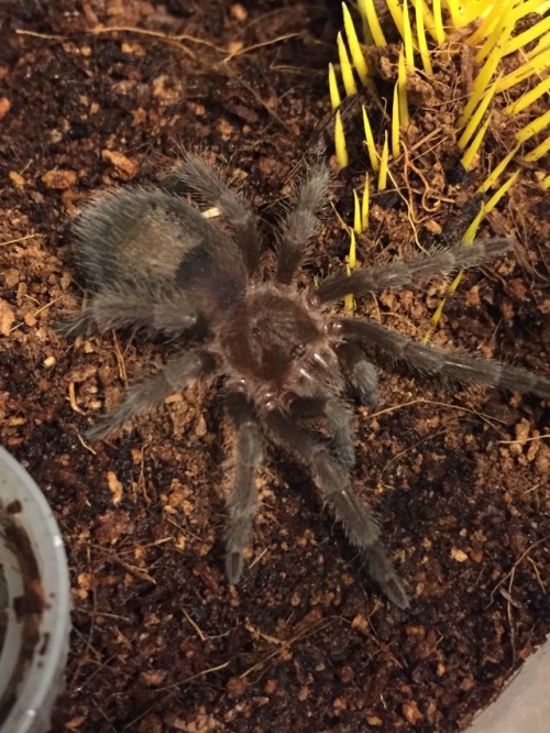 My gorgeous G. pulchra bab! Crossing my fingers for a girl, we&rsquo;ll see next molt.