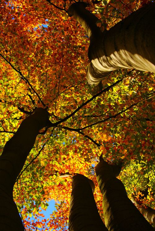 wowtastic-nature:  Looking up by  Peter Trimming on 500px.com 