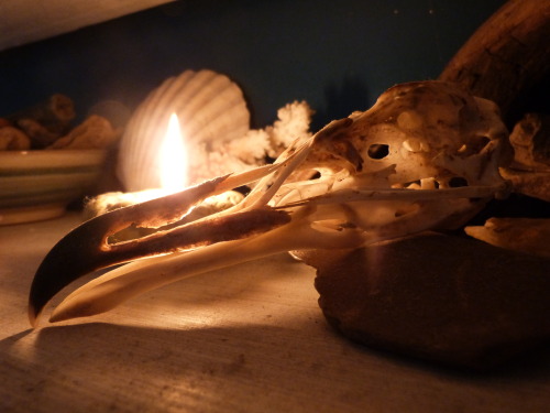 the-journeytree:Vulture Culture Collection Tour #5The ‘Bird Shelf’ - although… most of my bird skull