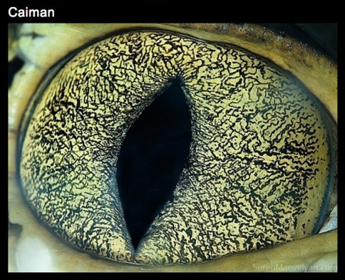 stilestrialsofhale:  thatscienceguy:  The Eyes of Nature  what the fuck llamas 