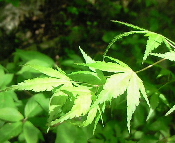 モミジ　丹沢　神奈川Palmatum Tanzawa Kanagawa
