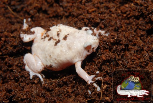 toadschooled:A ghostly albino banded bullfrog [also known as the chubby frog, Kaloula pulchra] owned