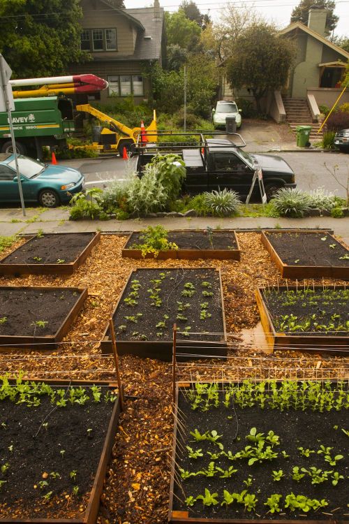 Sex priceofliberty:  Man replaces lawn with vegetable pictures