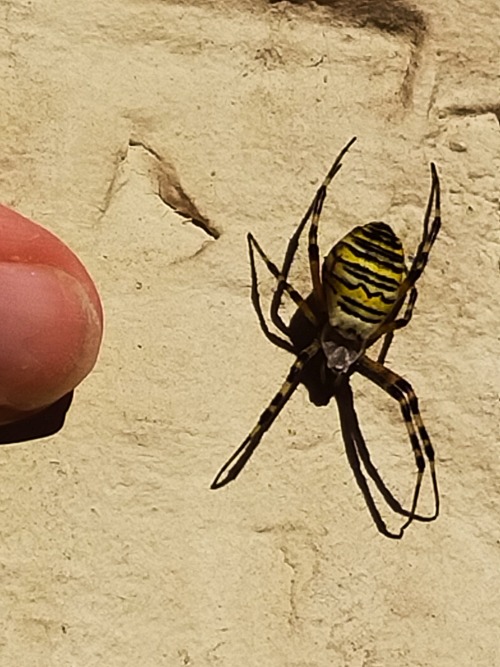 onenicebugperday:  oneanimalpictureaday:Argiope bruennichi (wasp spider), i think, somewhere in France, time stamp says in September if I am to believe it… And my thumb next to it for size reference, of course.Fact taken from the wikipedia page:  The