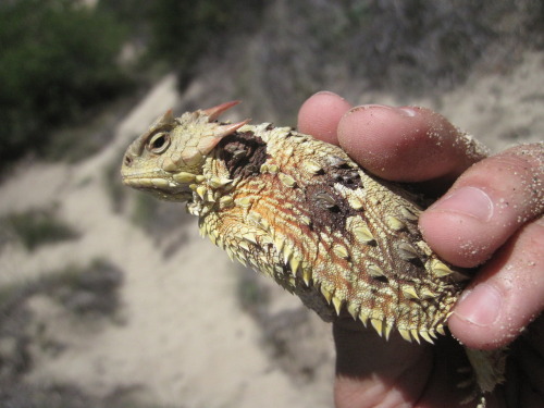 buggirl:  “Here’s the horned lizard I caught (the prettier of the two)” -tothedarktower  I love these!  As you know, I had a similar encounter with one in Death Valley.  I recently had to stop my car on a secluded road while doing field studies