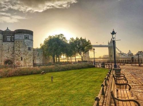 Hello cold weather ❄️ Our favourite #PalacePhotos this week capture the cold mornings at the pa