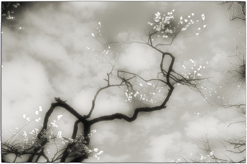 gacougnol: Akira NagashimaShiraume (White Cherry) 2014