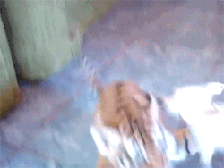 sizvideos:  Watch the video of this tiger and a dog